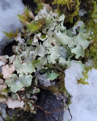 Cetrelia cetrarioides