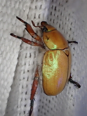 Anoplognathus montanus