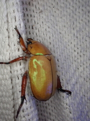 Anoplognathus montanus