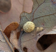 Acraspis pezomachoides