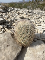 Echinomastus warnockii