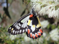 Delias aganippe