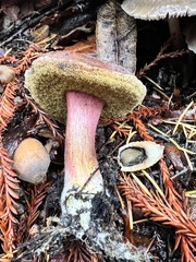 Xerocomellus atropurpureus