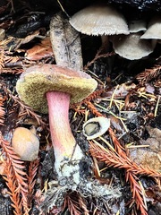 Xerocomellus atropurpureus