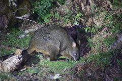 Thylogale billardierii