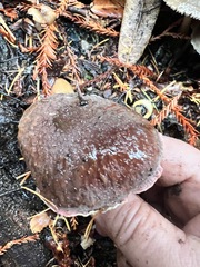 Xerocomellus atropurpureus