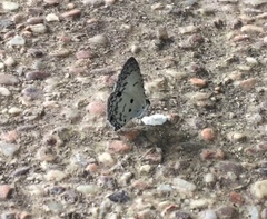 Megisba malaya sikkima