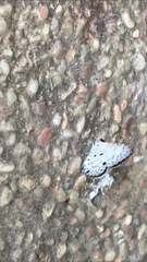 Megisba malaya sikkima