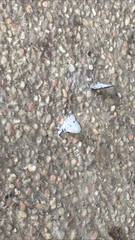 Megisba malaya sikkima