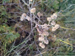Sphenarium purpurascens