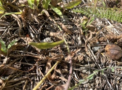 Microsteris gracilis