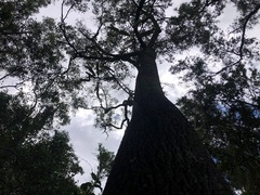 Brachychiton rupestris