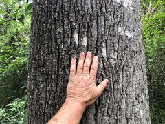 Brachychiton rupestris