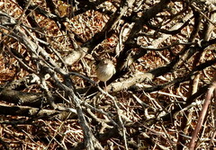 Hemitriccus margaritaceiventer