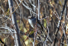 Hemitriccus margaritaceiventer