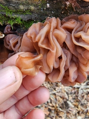 Phaeotremella frondosa