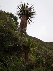 Cordyline indivisa