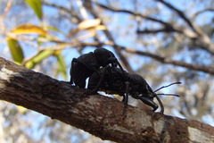 Entiminae