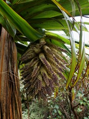 Cordyline indivisa