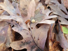 Acraspis pezomachoides