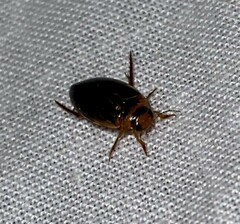 Coptotomus