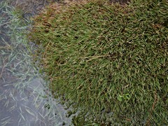 Oreobolus pectinatus