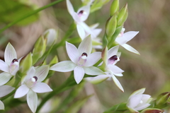 Thelymitra longifolia