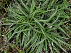 Celmisia major brevis