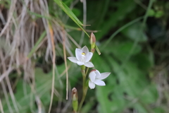 Thelymitra longifolia
