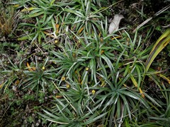 Celmisia major brevis