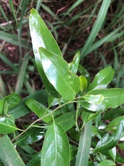 Ehretia saligna membranifolia