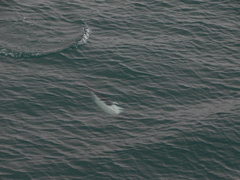 Cephalorhynchus commersonii