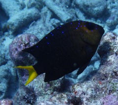 Yellowtail Damselfish photo 3