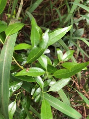 Ehretia saligna membranifolia