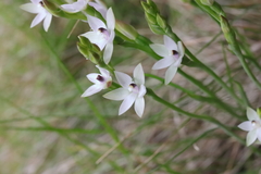 Thelymitra longifolia
