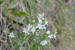 Thelymitra longifolia