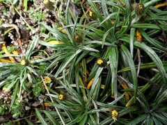 Celmisia major brevis