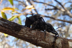 Entiminae