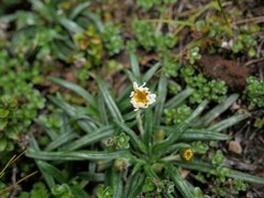 Celmisia major brevis