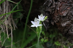 Thelymitra longifolia