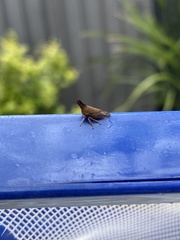 Aconophora compressa