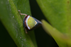 Brunotartessus fulvus