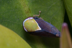 Brunotartessus fulvus