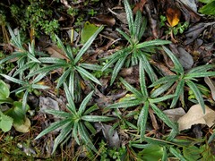 Celmisia major brevis