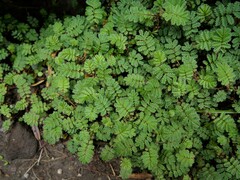 Acaena anserinifolia