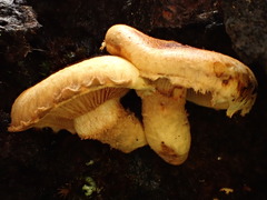 Pholiota subsulphurea