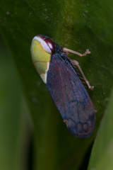 Brunotartessus fulvus