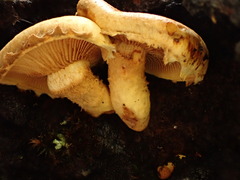 Pholiota subsulphurea