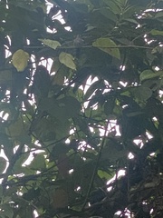 Patagioenas goodsoni