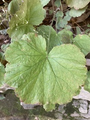 Heuchera parviflora